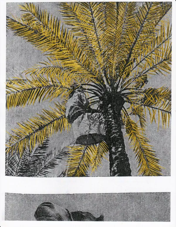 Palm