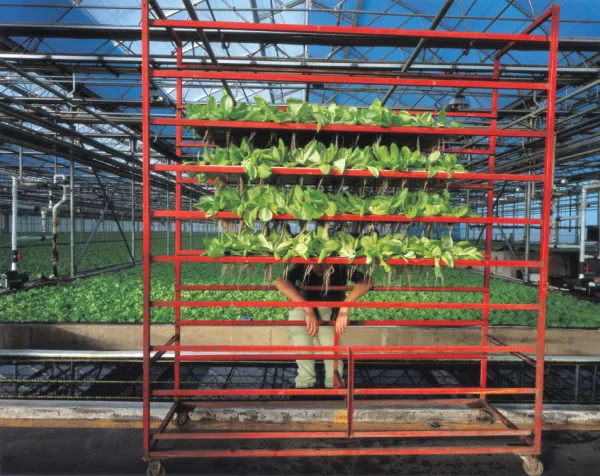 Kopfsalat (suspended)