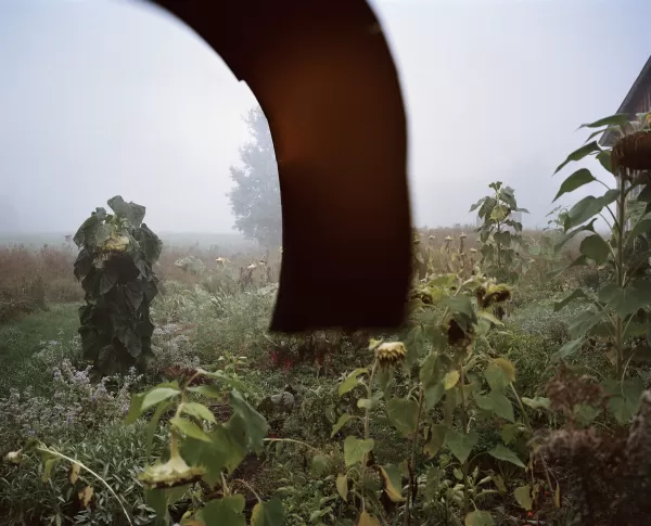 Tournesols