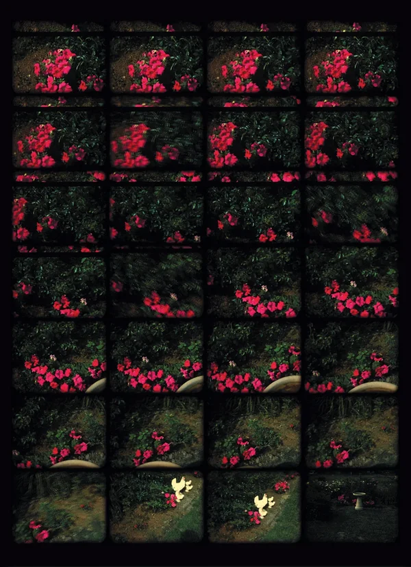 Samuel Graveline, Stills (Petunia)