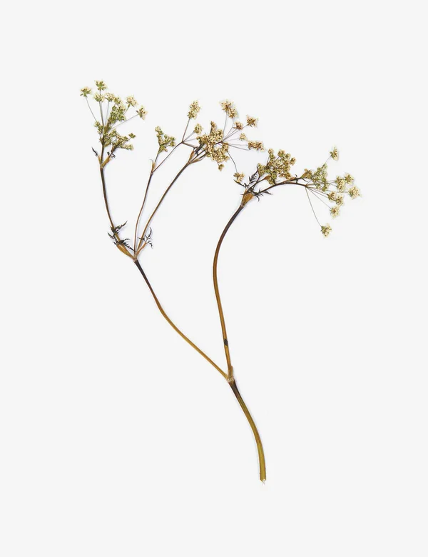 Anahita Norouzi, Displaced Garden