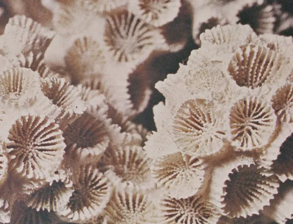 Celia Perrin Sidarous, Coral and sea glass (Détail)